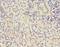 Gap Junction Protein Beta 5 antibody, A50253-100, Epigentek, Immunohistochemistry paraffin image 