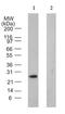 Potassium Voltage-Gated Channel Interacting Protein 1 antibody, TA337076, Origene, Western Blot image 
