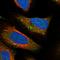 Regulatory Associated Protein Of MTOR Complex 1 antibody, HPA064306, Atlas Antibodies, Immunofluorescence image 