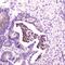 Hevin antibody, PA5-80063, Invitrogen Antibodies, Immunohistochemistry paraffin image 