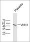 Pantetheinase antibody, orb221948, Biorbyt, Western Blot image 