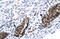 E2F Transcription Factor 4 antibody, 27-315, ProSci, Enzyme Linked Immunosorbent Assay image 
