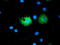 Phosphoribosylaminoimidazole Carboxylase And Phosphoribosylaminoimidazolesuccinocarboxamide Synthase antibody, TA501471, Origene, Immunofluorescence image 