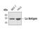Small RNA Binding Exonuclease Protection Factor La antibody, PA5-17059, Invitrogen Antibodies, Western Blot image 