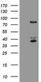 Host cell factor 2 antibody, TA505120S, Origene, Western Blot image 