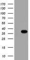 Monoglyceride Lipase antibody, TA503068, Origene, Western Blot image 