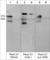 PLXND1 antibody, PP4421, ECM Biosciences, Western Blot image 