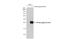 HA tag antibody, GTX77400, GeneTex, Western Blot image 