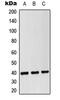 CD14 antibody, LS-C353741, Lifespan Biosciences, Western Blot image 
