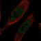 Protein IMPACT antibody, NBP1-86221, Novus Biologicals, Immunofluorescence image 