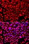 RUN And FYVE Domain Containing 1 antibody, orb373798, Biorbyt, Immunofluorescence image 