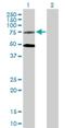 GPR50 antibody, H00009248-B01P, Novus Biologicals, Western Blot image 