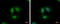 Transcription Factor 3 antibody, GTX129237, GeneTex, Immunofluorescence image 