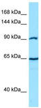 Catenin alpha-2 antibody, TA338188, Origene, Western Blot image 