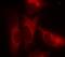 14-3-3 zeta antibody, PA5-37764, Invitrogen Antibodies, Immunofluorescence image 
