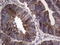 Cell Division Cycle Associated 7 Like antibody, LS-C790276, Lifespan Biosciences, Immunohistochemistry paraffin image 