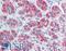 Nanos C2HC-Type Zinc Finger 1 antibody, LS-B3657, Lifespan Biosciences, Immunohistochemistry frozen image 