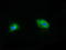 Histone Deacetylase 6 antibody, TA502083, Origene, Immunofluorescence image 