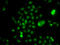 NELF-E antibody, 22-626, ProSci, Immunofluorescence image 