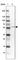Amidophosphoribosyltransferase antibody, HPA036092, Atlas Antibodies, Western Blot image 