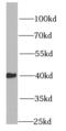 High mobility group protein 20A antibody, FNab03921, FineTest, Western Blot image 
