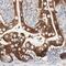 Galectin-2 antibody, NBP1-89690, Novus Biologicals, Immunohistochemistry paraffin image 