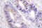 14-3-3 protein zeta/delta antibody, LS-C176663, Lifespan Biosciences, Immunohistochemistry frozen image 