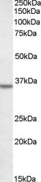Calbindin 2 antibody, EB05310, Everest Biotech, Western Blot image 