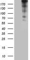 Centromere Protein J antibody, TA811853, Origene, Western Blot image 
