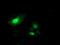 SH2 Domain Containing 2A antibody, MA5-25898, Invitrogen Antibodies, Immunocytochemistry image 