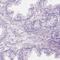 Ciliary Associated Calcium Binding Coiled-Coil 1 antibody, PA5-59550, Invitrogen Antibodies, Immunohistochemistry frozen image 