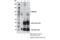 DNA Methyltransferase 3 Alpha antibody, 32578S, Cell Signaling Technology, Immunoprecipitation image 