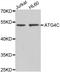 Cysteine protease ATG4C antibody, A7396, ABclonal Technology, Western Blot image 