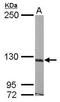 Astrotactin 1 antibody, PA5-29493, Invitrogen Antibodies, Western Blot image 