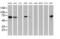 Epsin 2 antibody, MA5-25872, Invitrogen Antibodies, Western Blot image 
