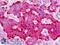 PTP-NP antibody, LS-B9261, Lifespan Biosciences, Immunohistochemistry frozen image 