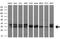 ZFP36 Ring Finger Protein antibody, TA500621S, Origene, Western Blot image 