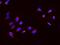 VASA antibody, PA1963, Boster Biological Technology, Immunofluorescence image 