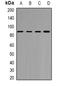 YTH Domain Containing 1 antibody, orb341276, Biorbyt, Western Blot image 