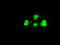 Small RNA Binding Exonuclease Protection Factor La antibody, LS-C114539, Lifespan Biosciences, Immunofluorescence image 