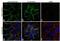 Catenin alpha-2 antibody, PA5-16762, Invitrogen Antibodies, Immunofluorescence image 