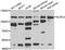 NLR Family CARD Domain Containing 4 antibody, STJ29519, St John