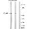 Dual specificity protein kinase CLK2 antibody, PA5-49808, Invitrogen Antibodies, Western Blot image 