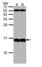 NHP2-like protein 1 antibody, PA5-22010, Invitrogen Antibodies, Western Blot image 