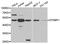 Dysbindin-1 antibody, PA5-76077, Invitrogen Antibodies, Western Blot image 