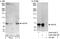 Centrosomal Protein 76 antibody, A302-326A, Bethyl Labs, Western Blot image 