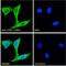 Prostaglandin-Endoperoxide Synthase 1 antibody, PA1-9031, Invitrogen Antibodies, Immunofluorescence image 
