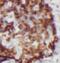 HNF-3-beta antibody, FNab03188, FineTest, Immunohistochemistry frozen image 