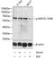 Myocyte-specific enhancer factor 2C antibody, A01131S396, Boster Biological Technology, Western Blot image 