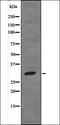 Heterogeneous nuclear ribonucleoprotein A0 antibody, orb336046, Biorbyt, Western Blot image 